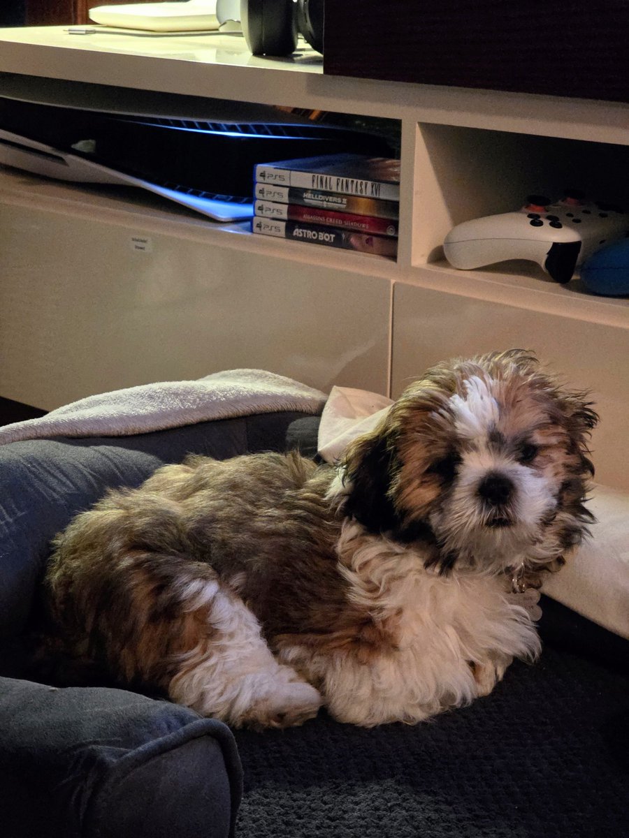 Alex Estrada tweet media