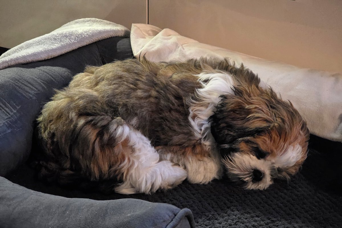 Alex Estrada tweet media