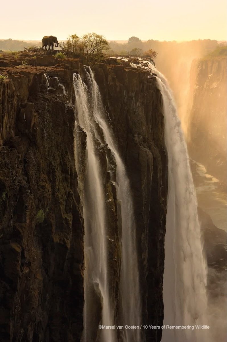 You remember this stunning photograph of a lone elephant on the top of Victoria Falls? It’s been voted as the image of the decade by Remembering Wildlife.  Such a stunning image by Marcel van Oosten. 

*You know which side gives you that view of the falls 😌
#TravelZimbabwe