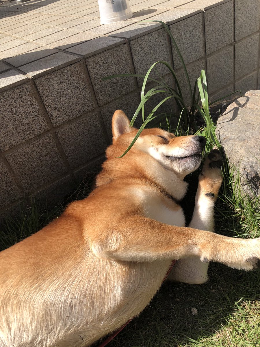 ぽちょむ 数量限定SALE】 YAMAHA PACIFICA611VFM TBL ブラック