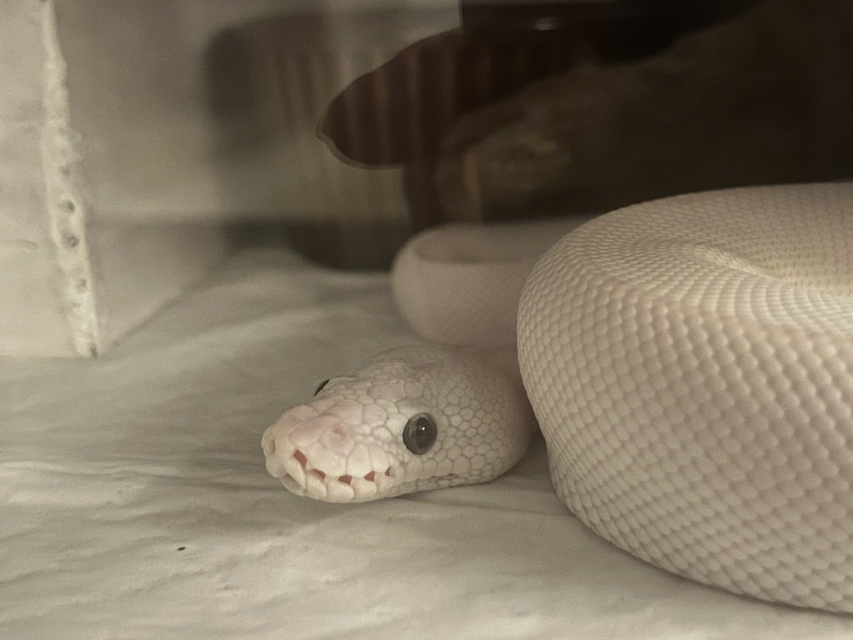 baaaaallpython's tweet image. ãæ£æ©äžã«ç¹å€§ãããããŠãã
ãã£ãšç³ãèš³ãªãããã«ãå€èŠãŠãŠãããã