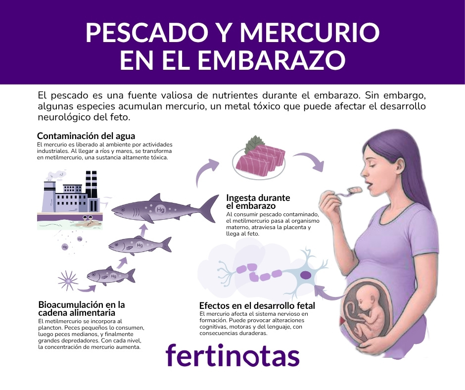 🐟 El pescado aporta DHA, yodo y proteínas de calidad que benefician al bebé y a la madre.

Lo importante no es cocinar más, sino elegir mejor: merluza, sardina, bacalao o salmón son seguras y sabrosas.

👉 Guía en <a href="/fertinotas/">Fertinotas</a> : fertinotas.com/pescado-mercur…
#Nutrición #Fertinotas