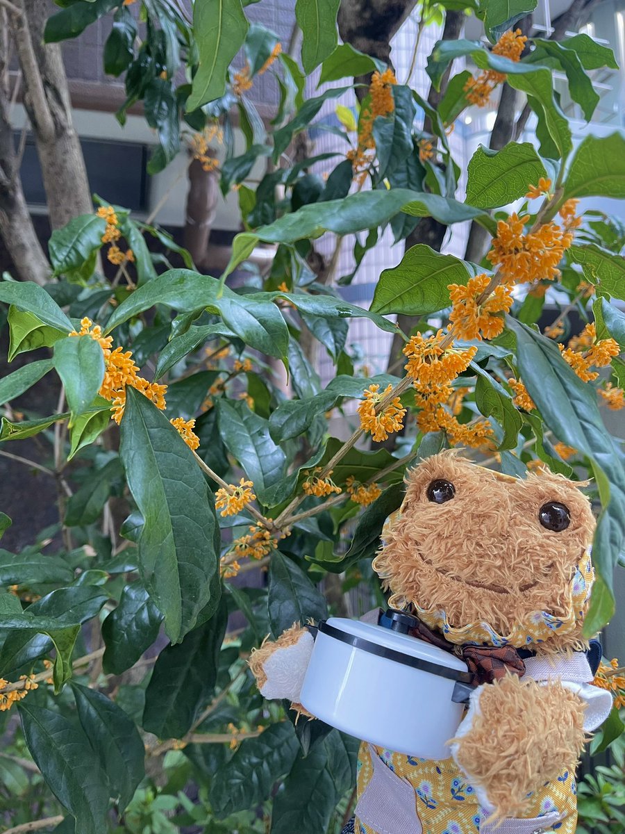 今年も恒例の『アレ㊙️』を作るために、モシャくんはキンモクセイを収穫にやってきました🤭

#かえるのピクルス
#picklesthefrog
#ぬい撮り
#飛馬日本