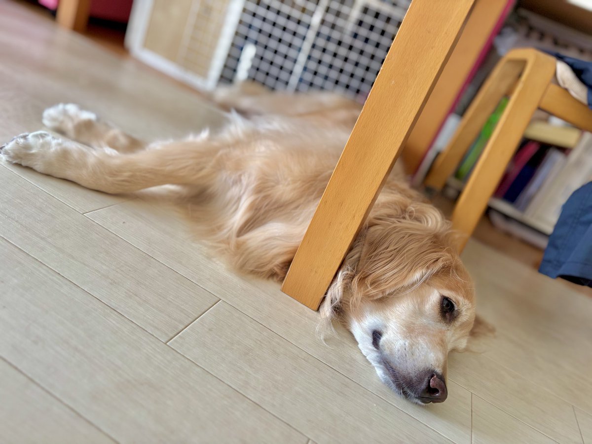 今日の愛いヤツ

なぜか首に何かを引っ掛けておきたいみたい…