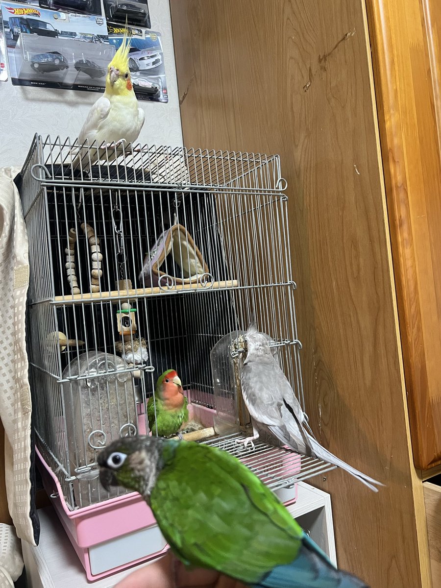 鳥会議させてます