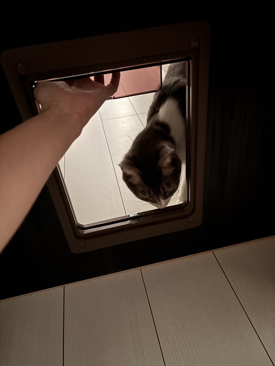 ぎんちゃんページ 保護猫 銀ちゃん (@ogin_the_cat) / Posts / X