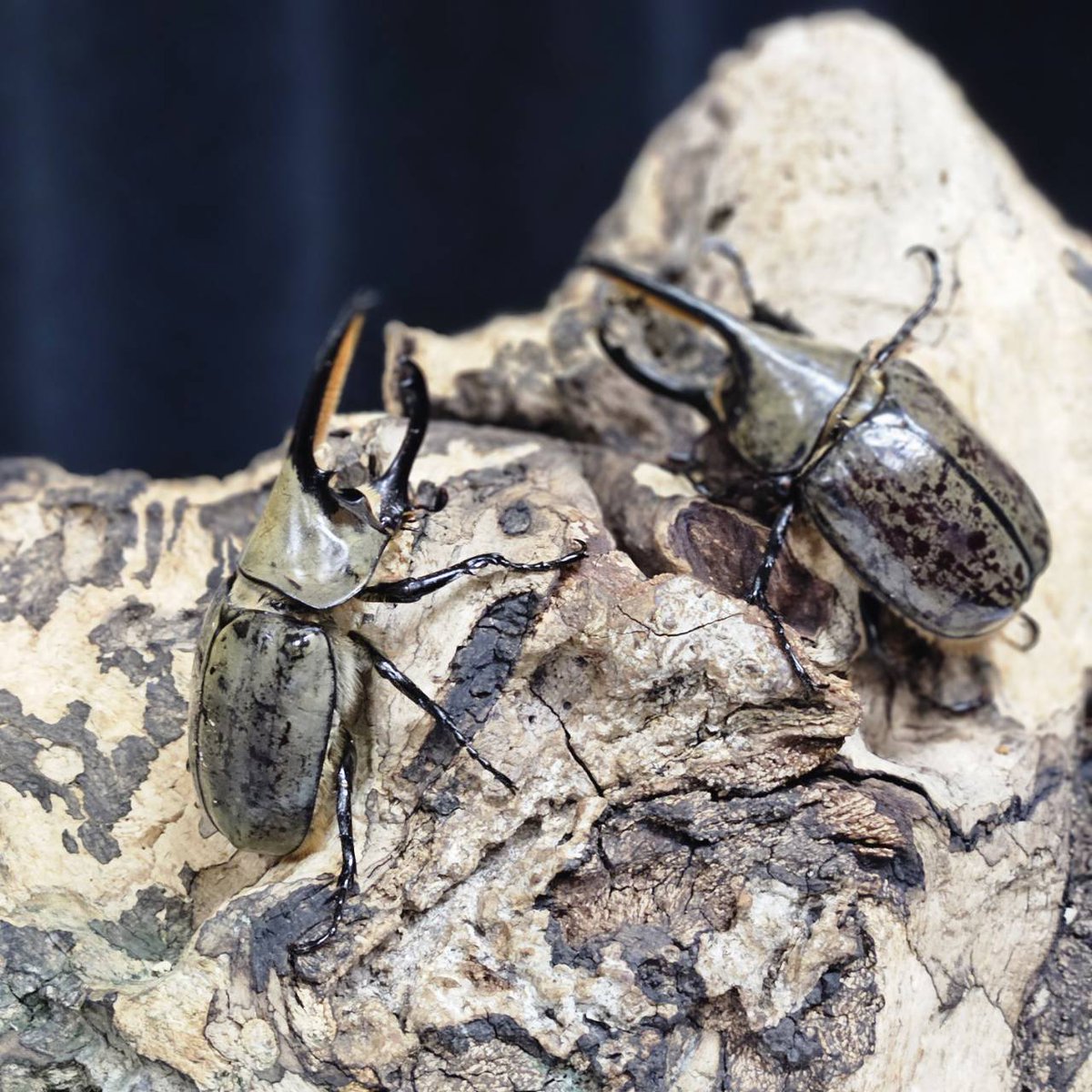 桜❀　0307 Beetle shop 桜 on X