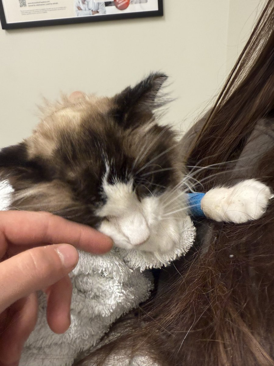 She is fighting so hard. 2 whole days at the Vet, Plasma, 24/7 monitoring, and taking fluids. I hope she can keep fighting and eventually come home. I love and miss you baby girl 🤍🤍