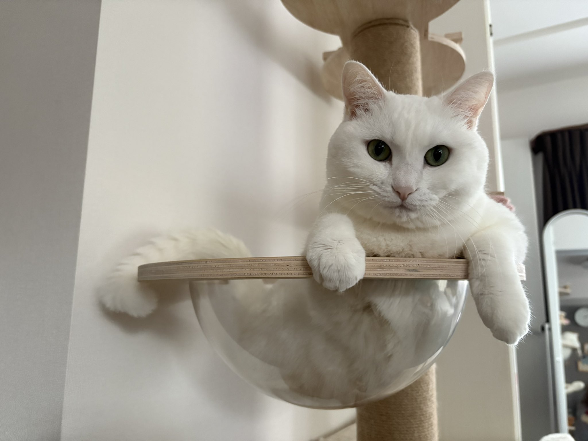 白猫好き 1/6サイズ 宮の茶白猫 リアルフィギュア ネコ動物彫像置物 猫