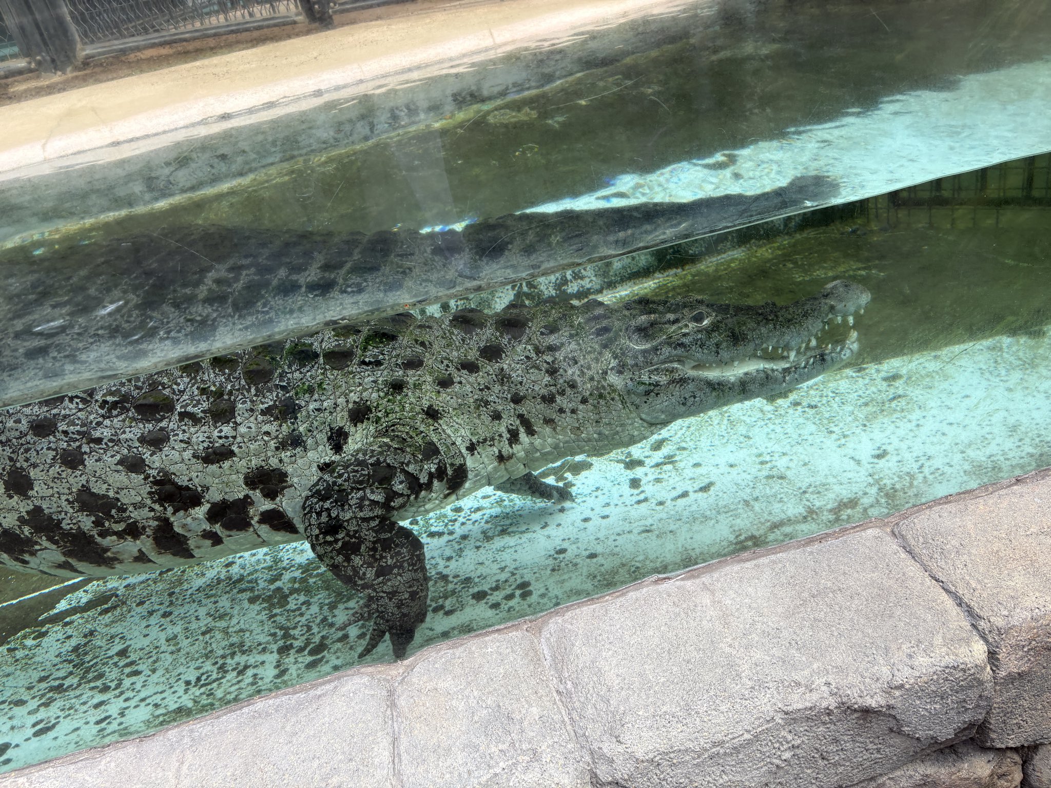 ワニの子 楽天市場】16126－1226の通販