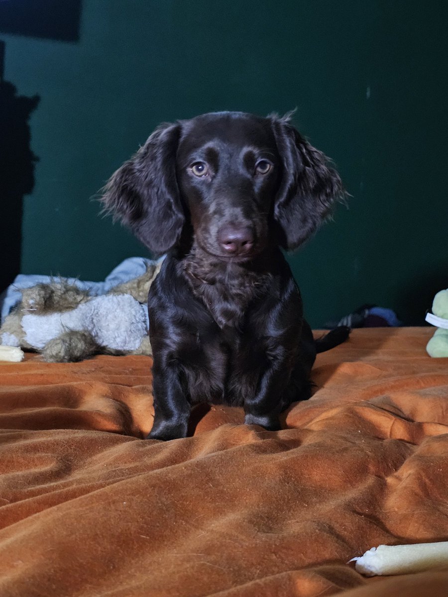 HiItsGingey's tweet photo. How is she so beautiful🥰

#dachshund https://t.co/URD5bIQouY