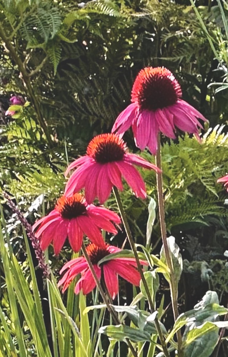 ☕️👋🏼Happy Monday #MagentaMonday 
       🍁 Have a good week 🍁
…Flipping a coin never leaves things to chance, in that brief moment, your heart whispers what it really longs for.
#flowers 🌺🍁 #nature 🌺🍁 #garden