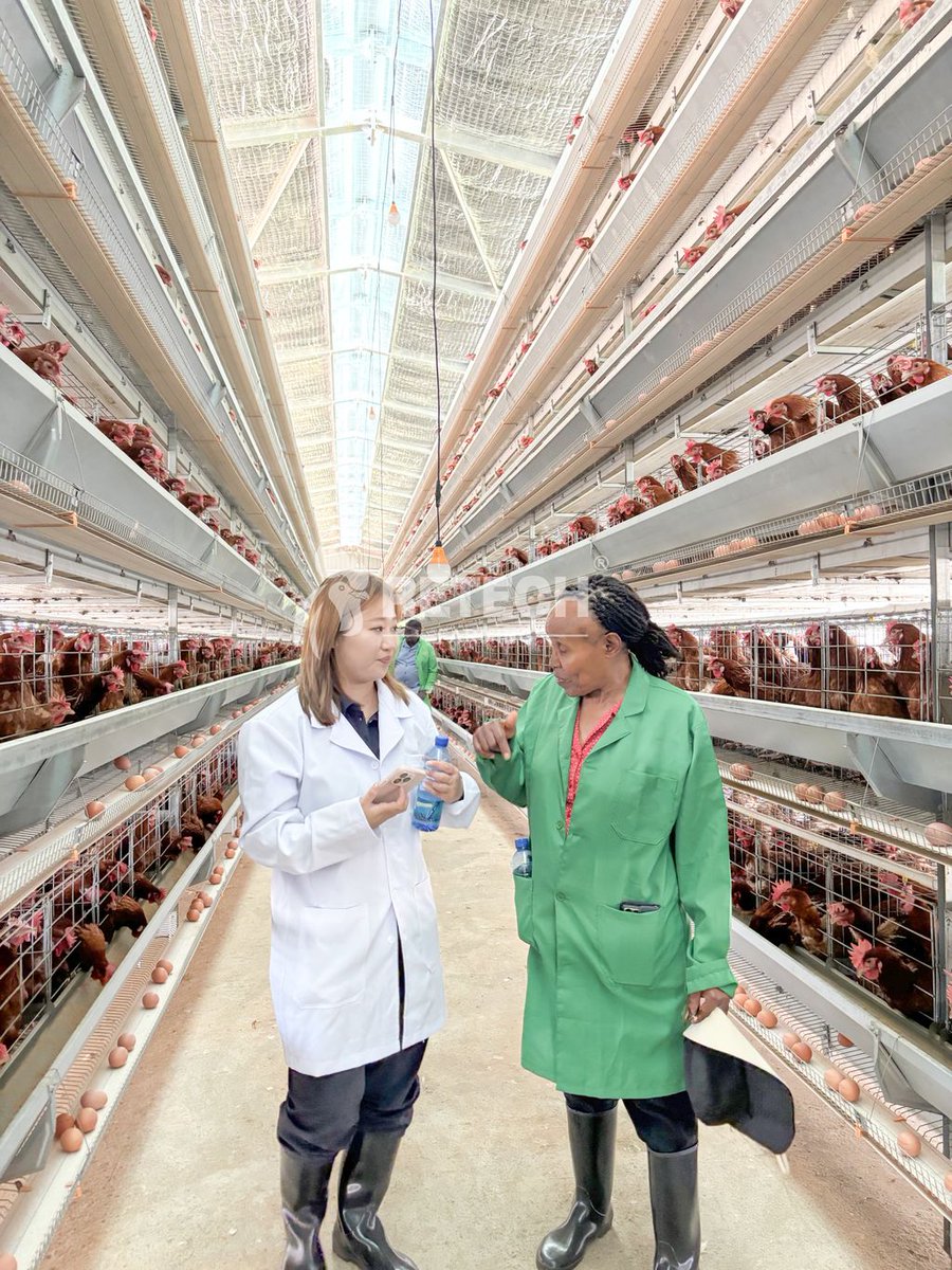 retechfarming's tweet image. 🇰🇪 RETECH in Kenya – 30,000 Layer Project

👉 Planning to build or expand your poultry farm? 
📞 Contact RETECH for a customized solution.
📲 WhatsApp: +86 185 6181 8850
📧 Email: admin@retechfarming.com
🌐 retechfarming.com 

#RETECHFarming #PoultryFarming #kenya