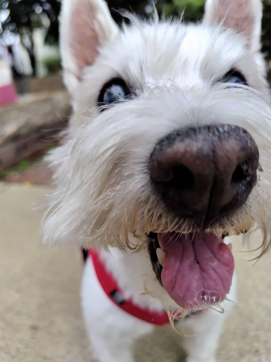 ちーちゃんですけどもっ第2巻発売中です❗️ on X