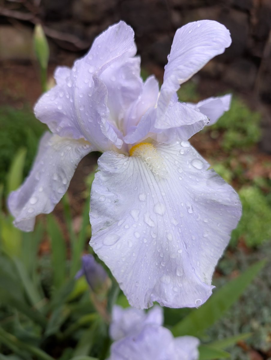 Bundogs's tweet image. A few pics from work today 😊 #heritagegarden #springviews #spoiltforchoice