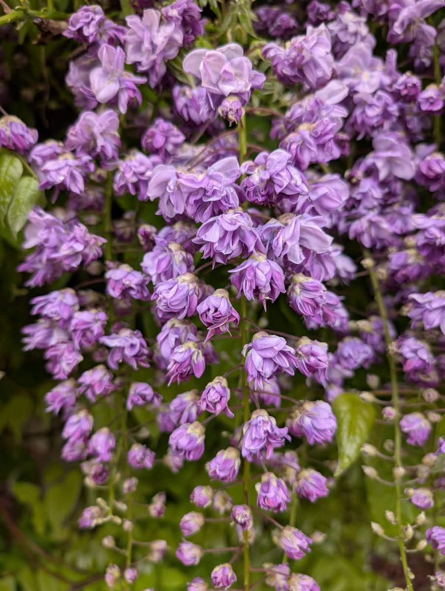 Bundogs's tweet image. A few pics from work today 😊 #heritagegarden #springviews #spoiltforchoice