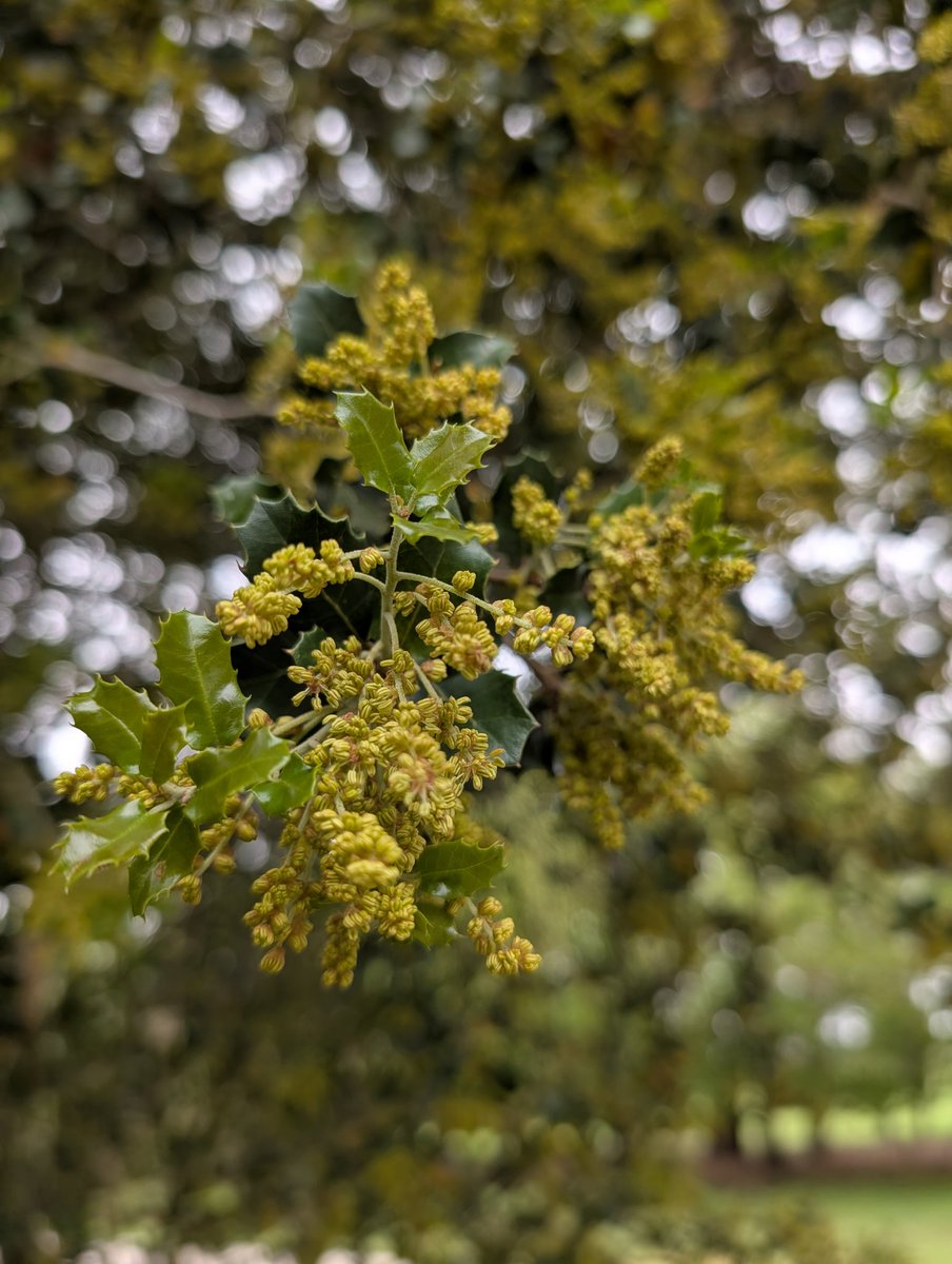 Bundogs's tweet image. A few pics from work today 😊 #heritagegarden #springviews #spoiltforchoice