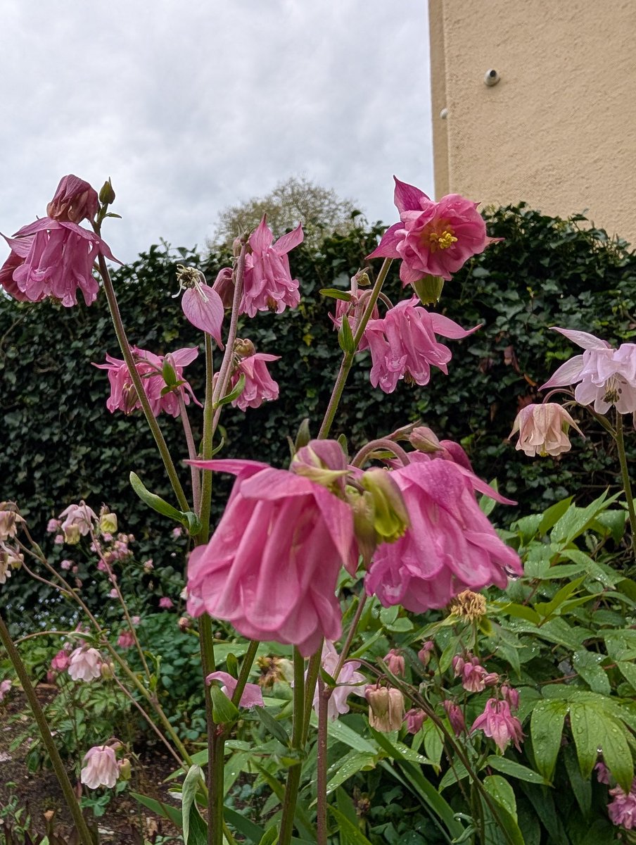 Bundogs's tweet image. A few pics from work today 😊 #heritagegarden #springviews #spoiltforchoice