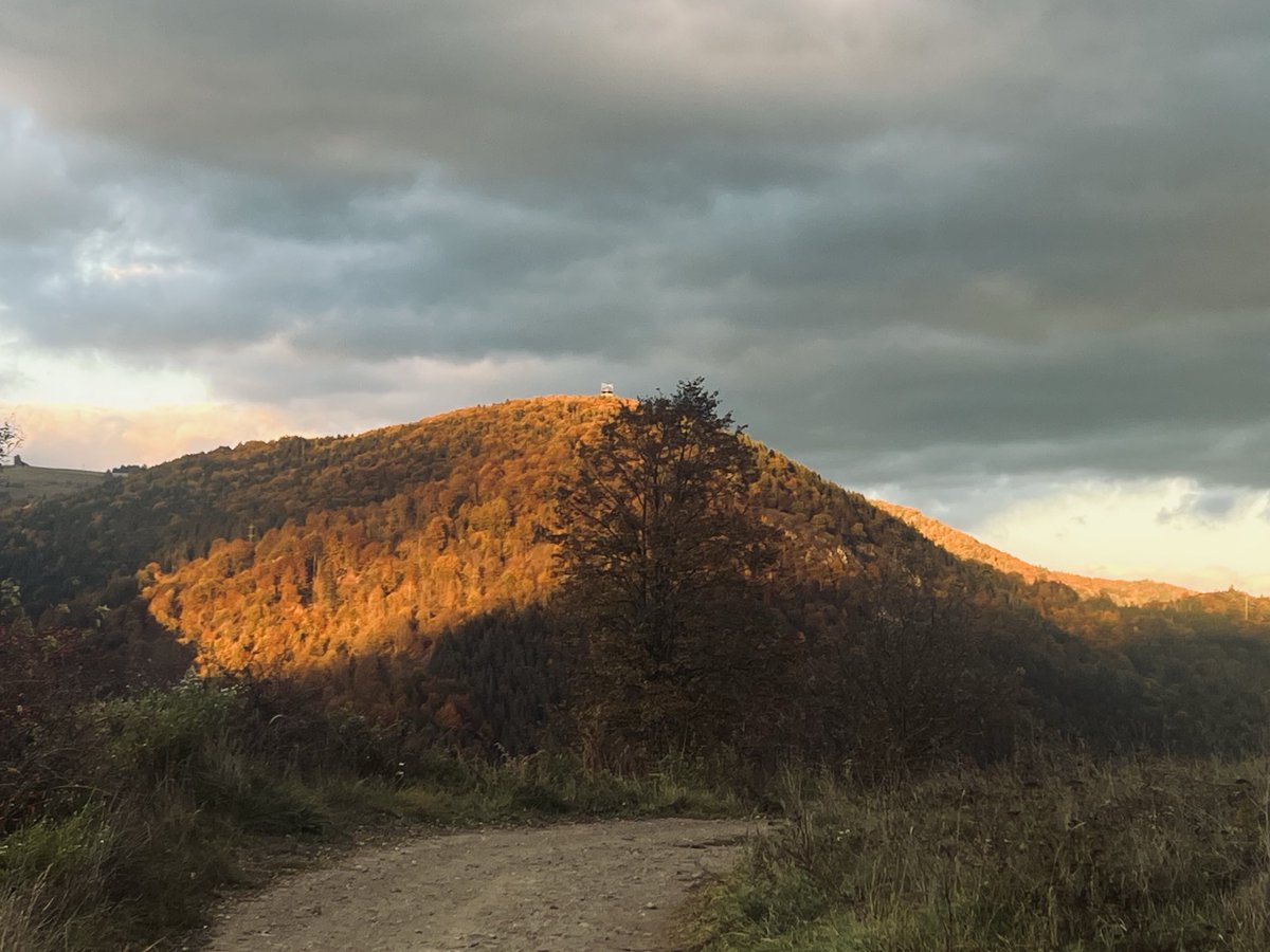 peter sorkovsky tweet media