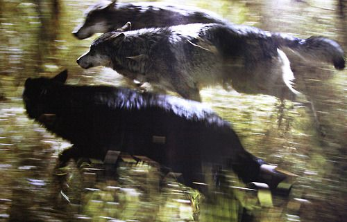 Jacob / Crash !! 🍉 tweet media