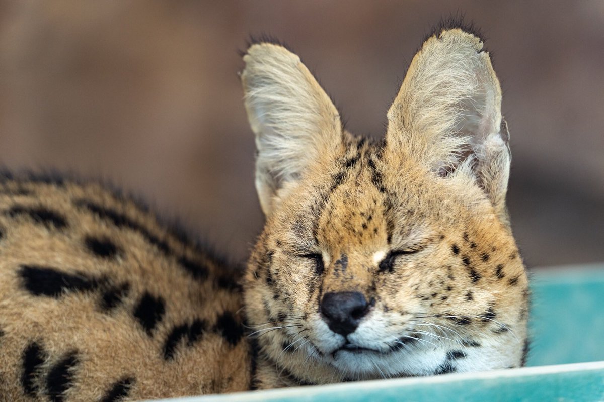 Serval Every Hour! (@servaleveryhr) on Twitter photo 
