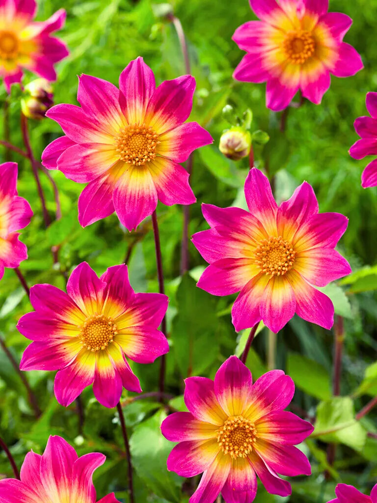 Kindness is a small gesture that makes a big difference.

Have a happy Monday and great new week! 😘🌸🩷🦋

#MondayMotivation