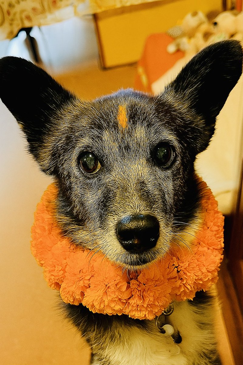 本日10/20はネパールで犬を祝福するククルティハールの日。AIにお願いしたら、マドにもティカとゴージャスなマリーゴールドの首輪をつけてくれた！