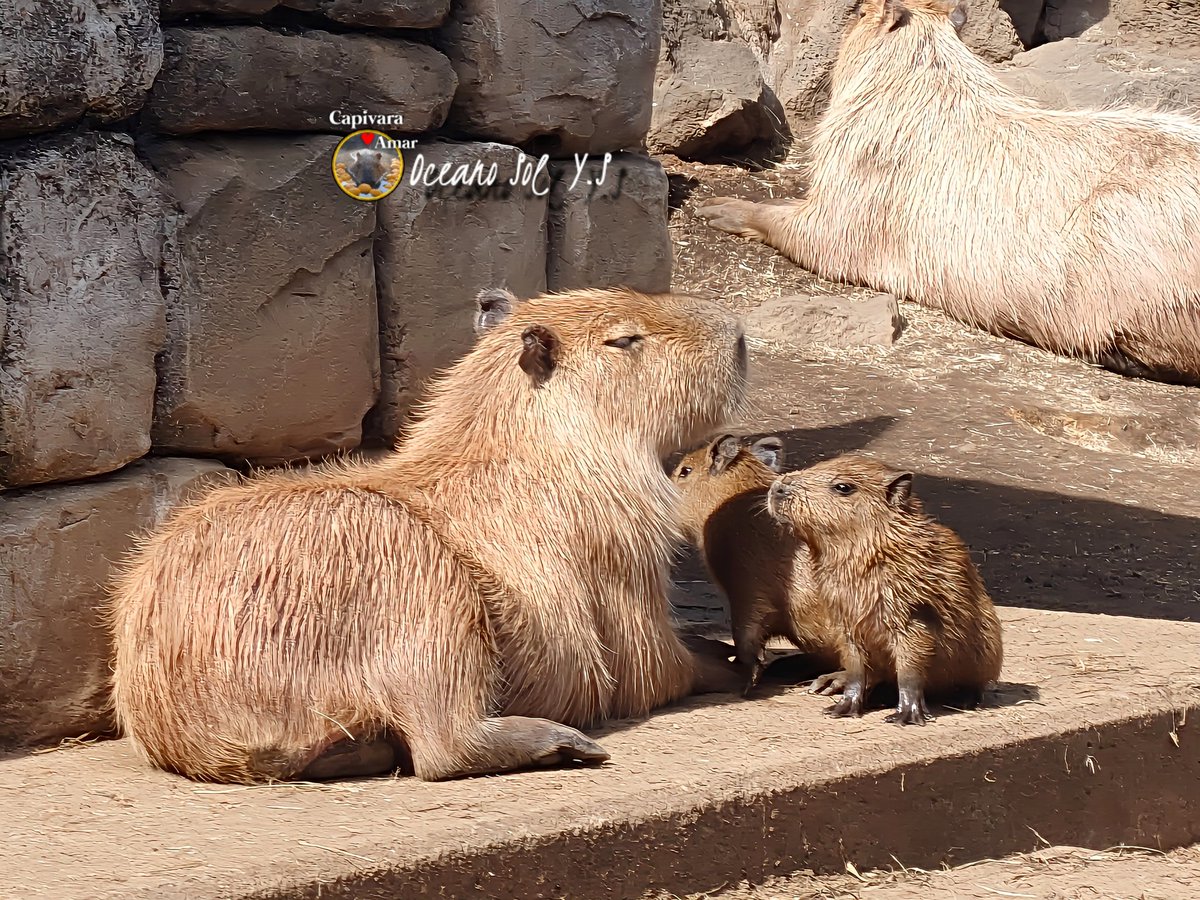 カピバラさん - Search / X