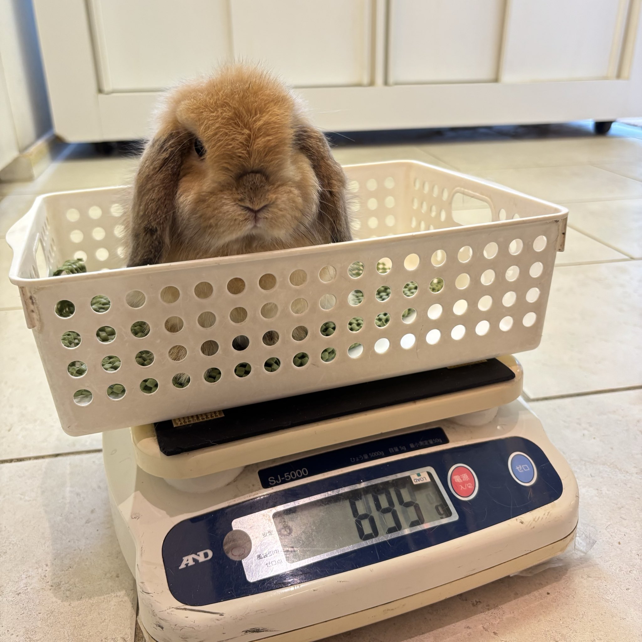 うさぎ(∩´∀｀)∩´∀｀)∩´∀｀)∩ 】 ルラボ ムースドシェーヌ ル