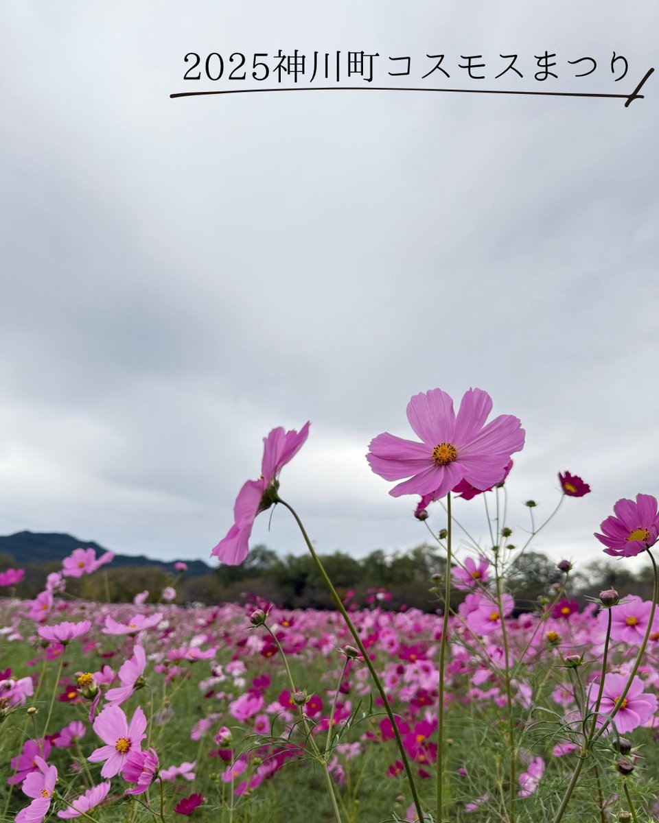 kamikawa_kankou's tweet image. 昨日は「2025神川町コスモスまつり」が開催されました!
あいにくの天気でしたが、沢山の方にご来場いただきました!
観光協会では、観光PRの他、ピンボール、わなげゲーム等で参加させていただきました!
たくまんの司会が素晴らしかったです👏
#神川町 #神川 #埼玉県 #コスモスまつり