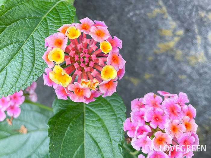 うちの近所に咲いてる可愛いお花💐
ランタナっていうんだー

ピンクの真ん中にオレンジが入っててすごく可愛らしい☺️

lovegreen.net/library/flower…