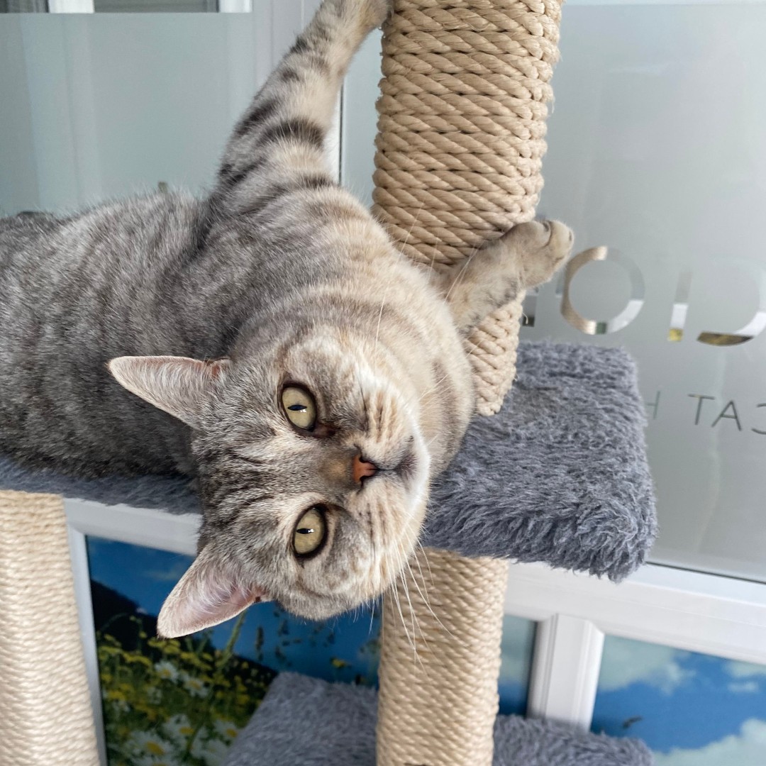TheCatHotel's tweet photo. Did you know that 24% of UK households own a cat? We know they make the very best furry, purry housemates! #CatStats #WorldStatisticsDay https://t.co/tRALu11U6S