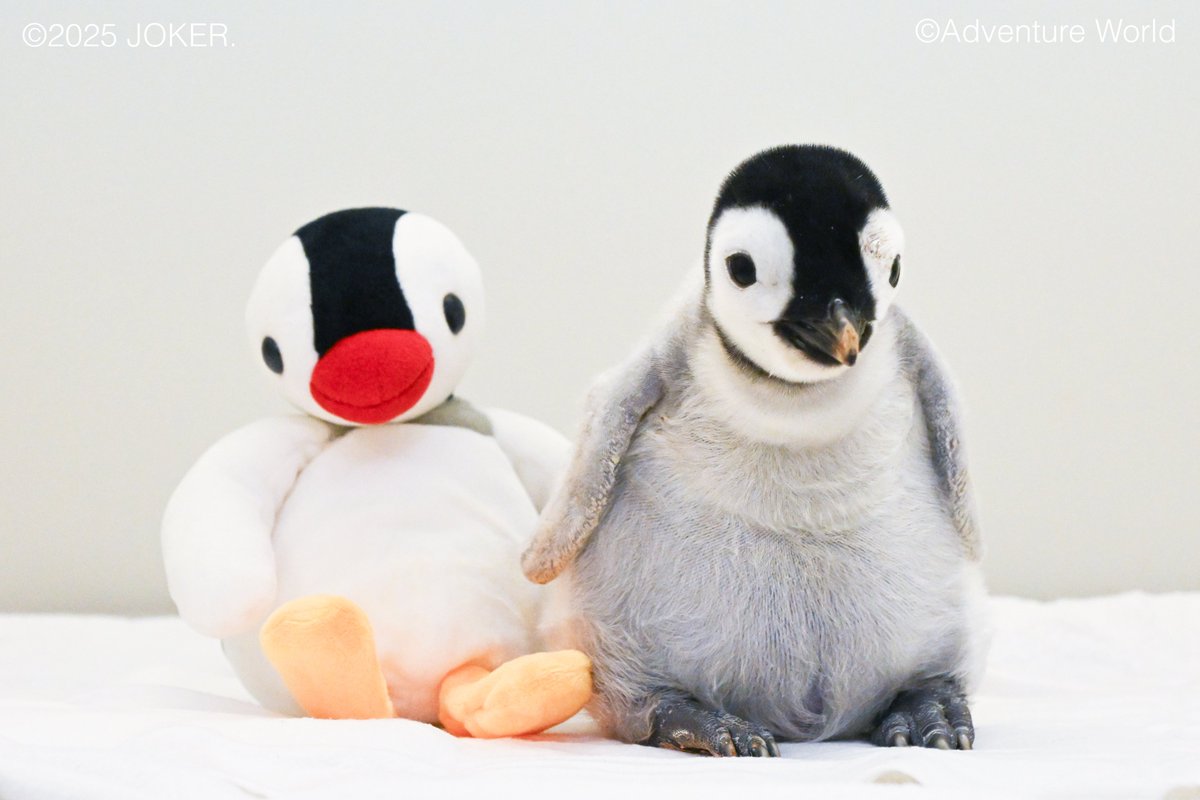 ＼ピンガと同じペンギンの赤ちゃん すくすく成長！🐧20日齢／

9月30日に誕生したエンペラーペンギンの赤ちゃんとピンガの写真をお届け！💛

🐧ピングー×アドベンチャーワールド🐧
「PINGU™ʼs SMILE PARTY in ADVENTURE WORLD」開催中！
開催期間：2025/10/2㈭～2026/2/28㈯
▼特設サイトはこちら