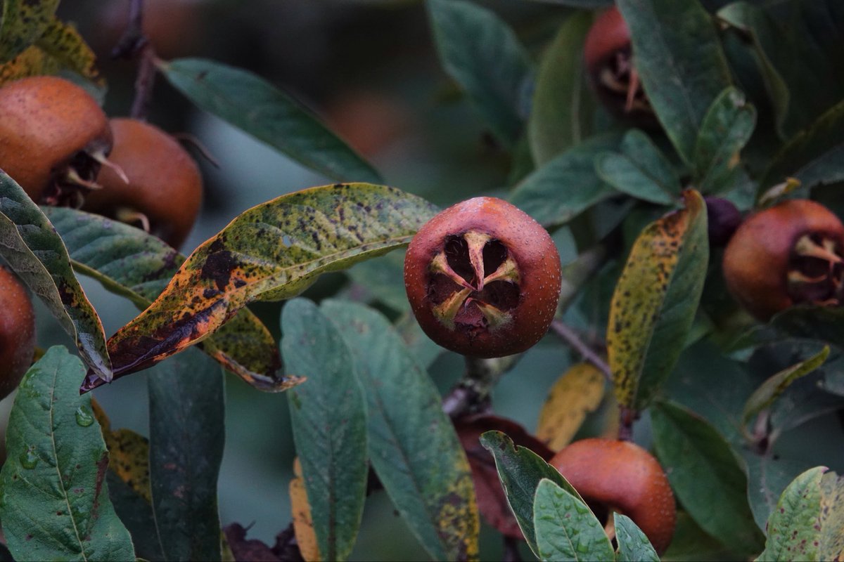 #fot_O_ktober #Herfstvruchten <a href="/jolandabrwr/">JoLaNDa_hobbyfotograaf</a> 
Helaas zonder beestjes.