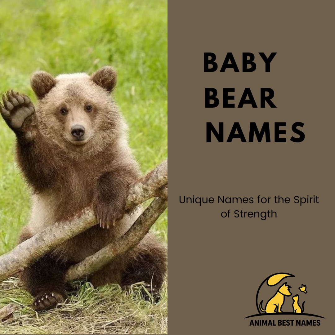 AnimalBestNames's tweet image. Looking for perfect names for your Bear?
From adorable to hilarious — these ideas will make you smile.
 Coco Snuggles Bamboo Rockie
Discover 500+ more Bear names here 👇
🔗animalbestnames.com/best-bear-name…
#BearNames #CuteAnimals #AnimalNames #PetNames #AnimalBestNames