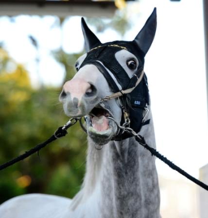 ゴールドシップでワロタ
 #真鍋凪咲