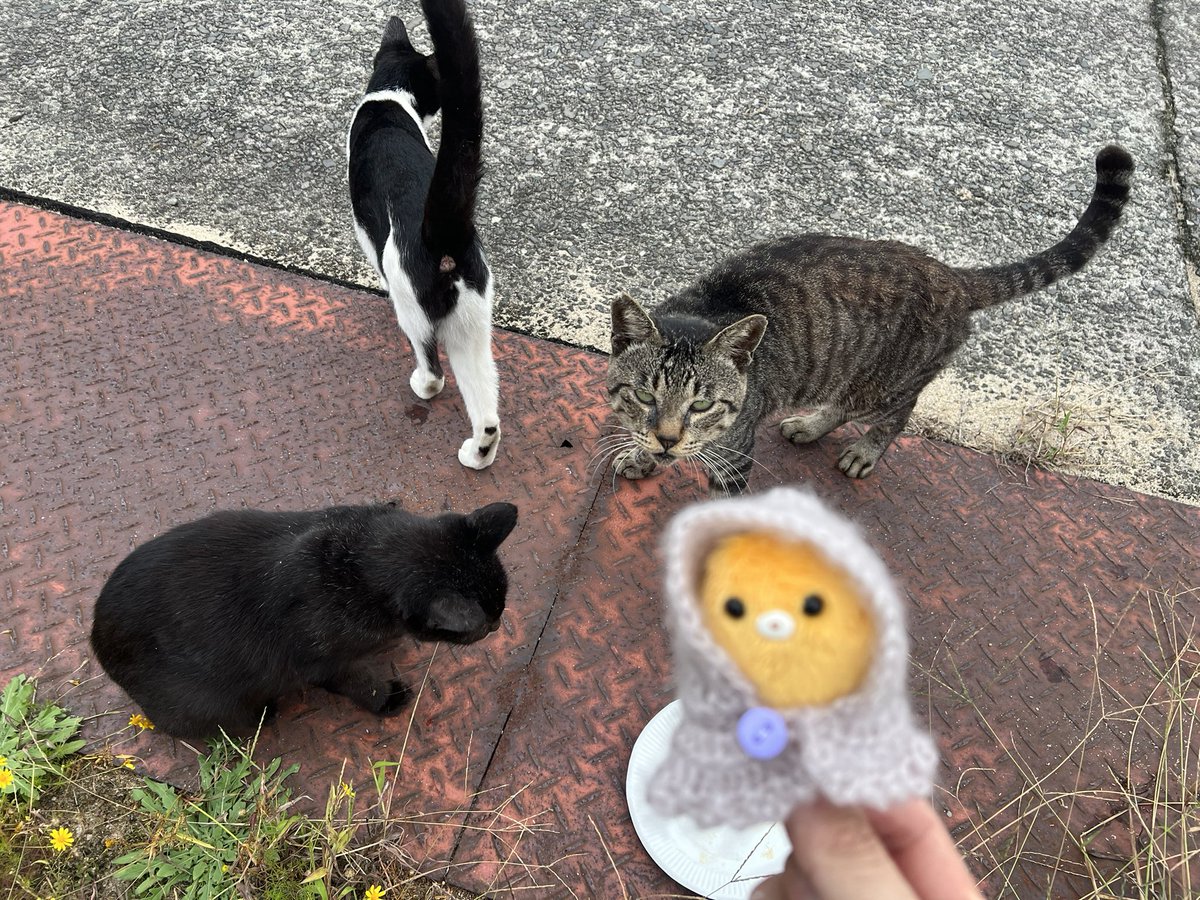 ぬい撮り - Search / X