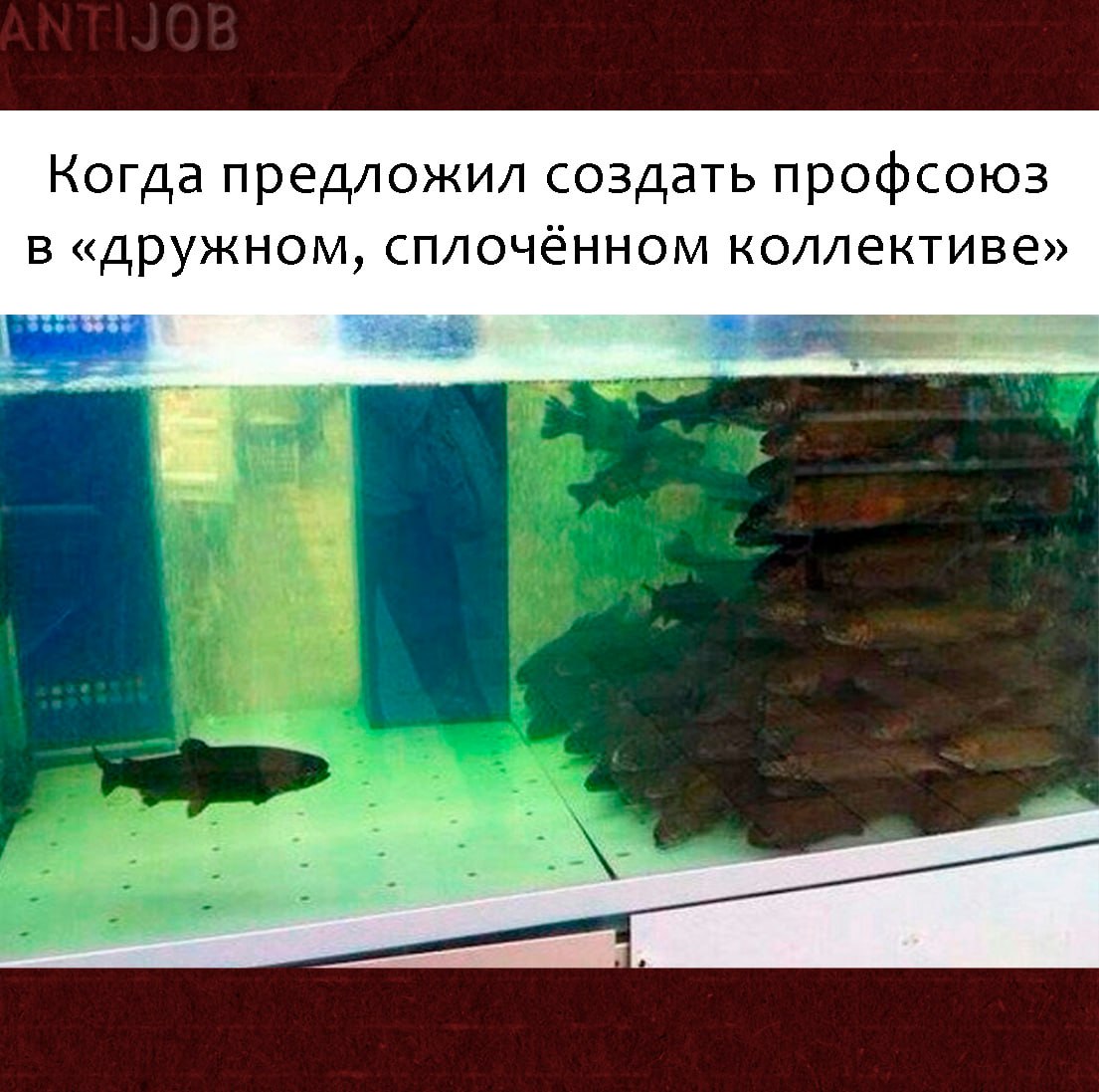 #мем #antijob
