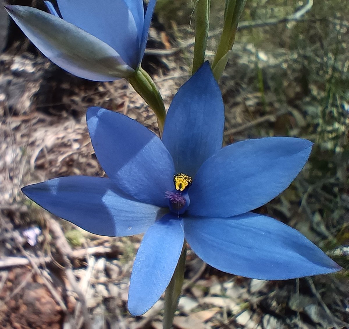 DanielaSkakka's tweet photo. I am always enchanted by the colours' contrast in the bush😍🦘
#biodiversity #aussieplants #ozflora #orchids https://t.co/3XoY3mnCQA