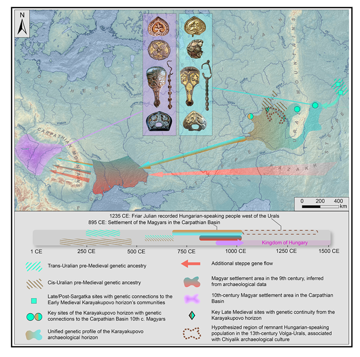 Ancient DNA identifies the southern Urals as a primary source for the 10th-century Hungarians
cell.com/cell/fulltext/…
👆their descendants persisted in the Volga-Kama region until at least the 14th century