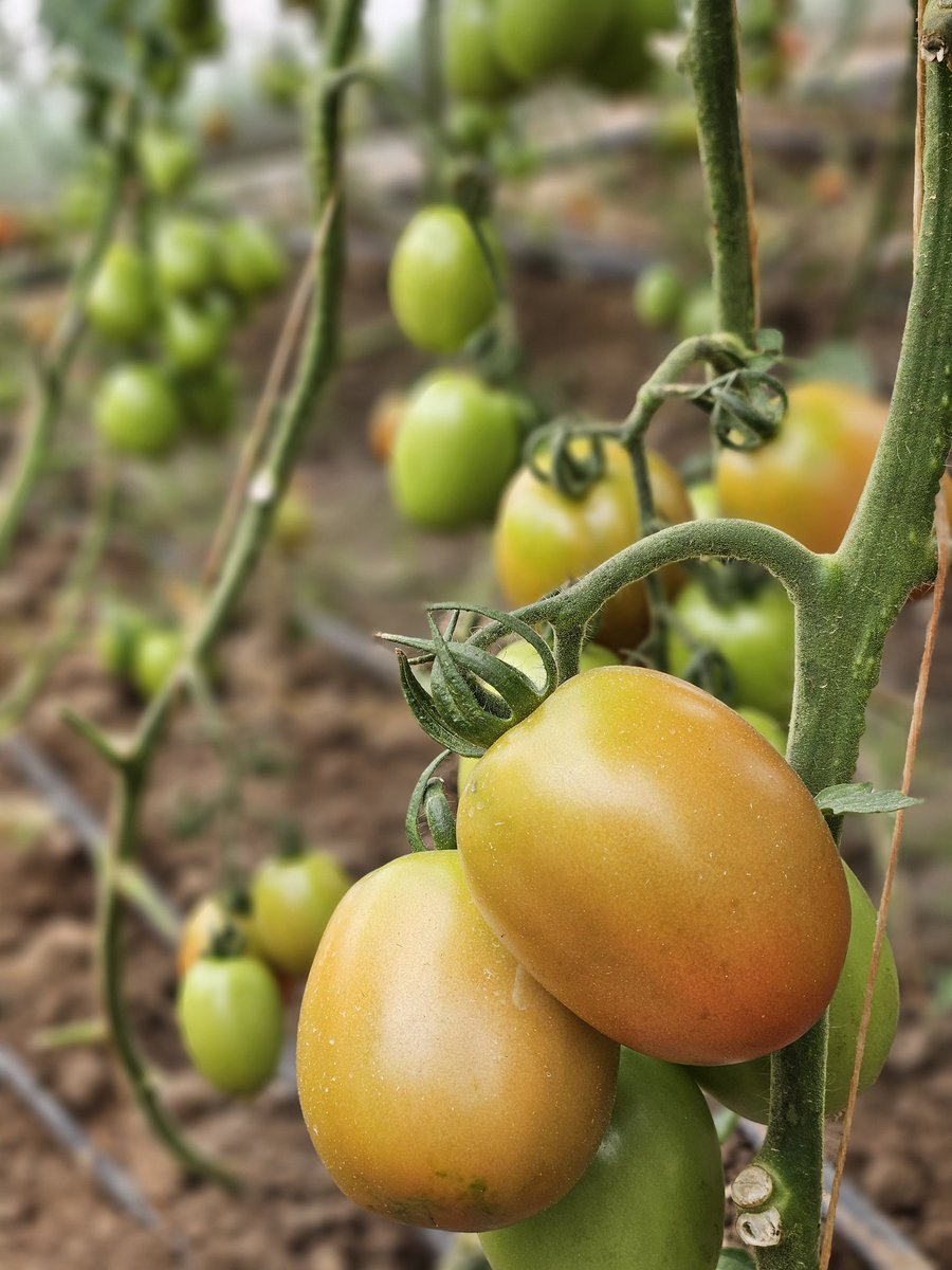 🍅 Greenhouse Harvest Time! 🌿
Harvesting vibrant, healthy tomatoes grown under controlled greenhouse conditions at <a href="/NdegoFarm/">Ndego Farm Ventures</a>. #RwOT 
#GreenhouseFarming #TomatoHarvest #SustainableAgriculture #FarmToTable #SmartFarming #AgriInnovation #FreshFromTheFarm