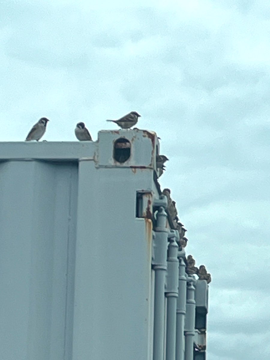 softhand61's tweet image. 雀のコミュニティ。ボスは誰だろ