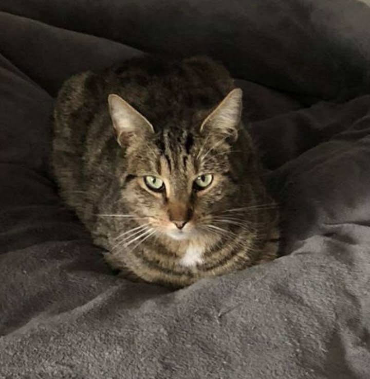 Sacha zoekt een warm thuis voor de winter, hij loopt nu dag en nacht buiten. 
goudenmandkat.nl/product/sacha/
E-mail: goudenmandkat@gmail.com.
Locatie: Nijkerk (tussen Amersfoort en Harderwijk), Nederland
#kat #katten