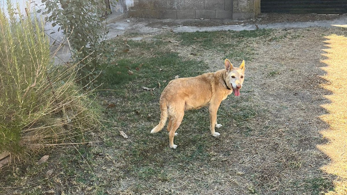 #madrid 
La dueña de LINDA ha fallecido y la familia NO se hace cargo de ella..
Tiene 13 años y se ha quedado solita y desamparada en este mundo 
NECESITA #urgente #casadeacogida o #adopcion
CONTACTO📩 facenuevavida@gmail.com
#acoge #acogida #ayuda 
<a href="/SosAbuelos1/">SOS Abuelos</a>