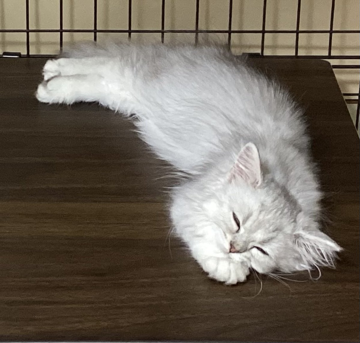 あーにゃん あーにゃん (@anyanz717) / Posts / X