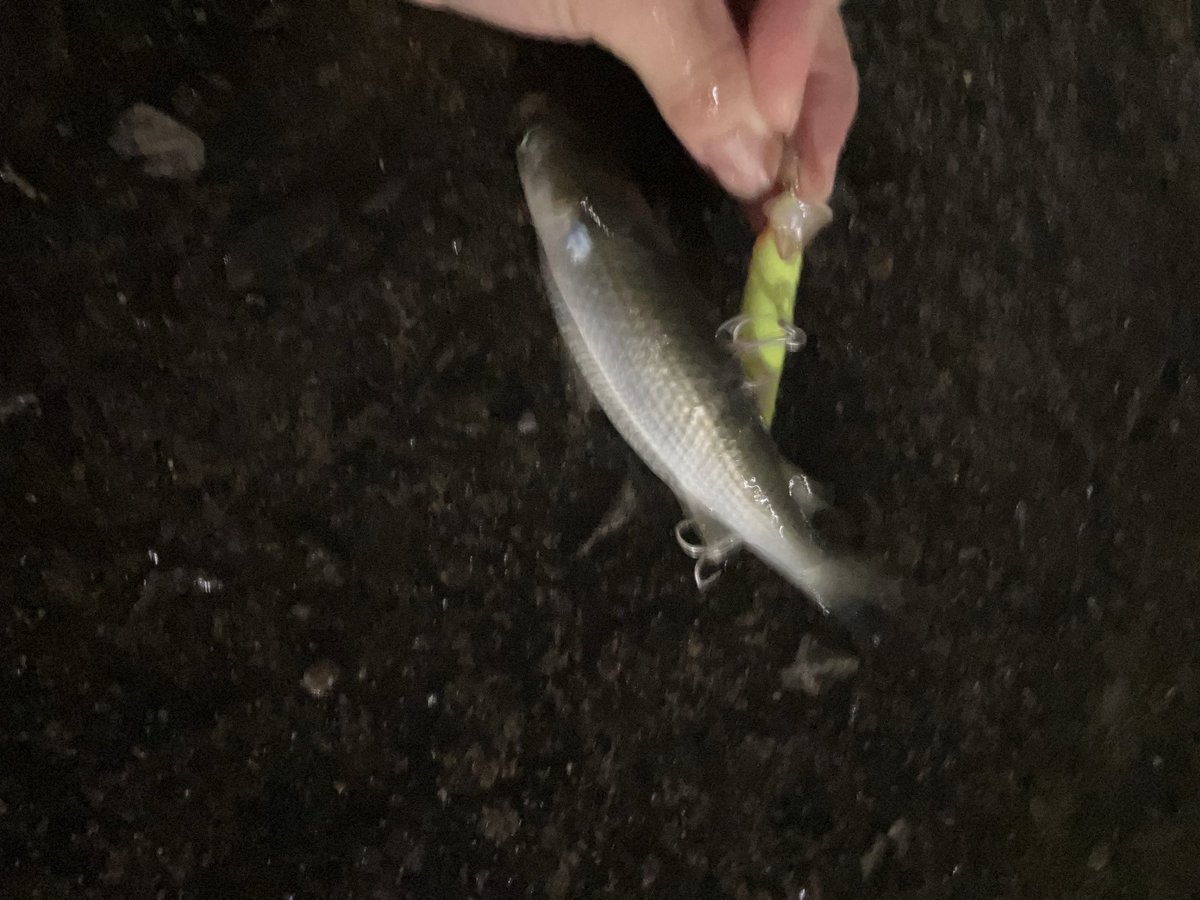 アナハゼ太郎 on X