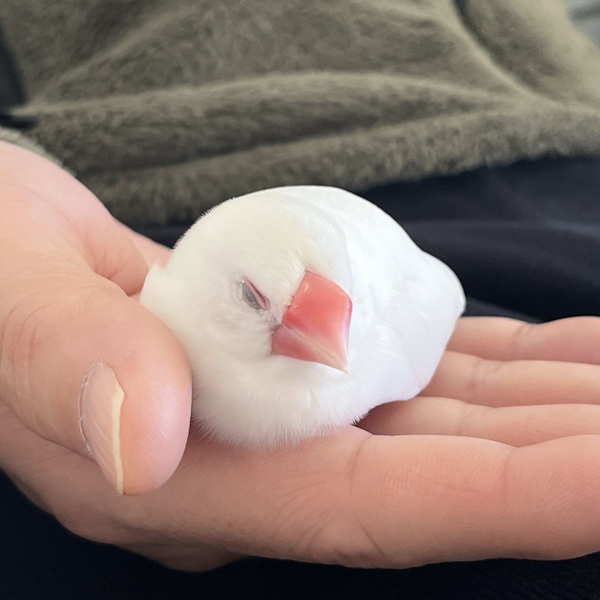 今日の「カバー小鳥」はみるくちゃん（白文鳥）です。安心できるあったかベッドでおやすみなさい～zzz
#白文鳥  
kotoribu.com