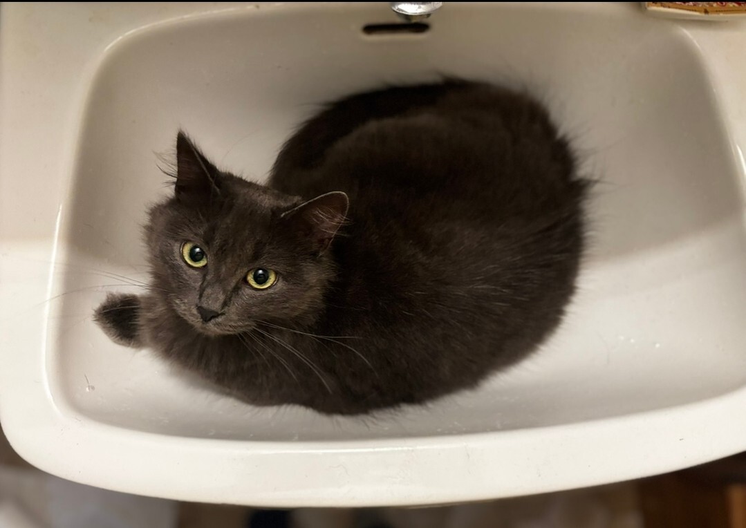 🟠 🐱 Chat perdu le 14/10/2025 à Hennebont (56700).
Race : Européen / Âge : 1 an(s)
May / Femelle / Identifié(e) : Oui

☎️ 0649538635
📧 sonia.ghelaimia@hotmail.fr

#VigiPets #chatperdu #chattrouve #chat #perdu #trouve