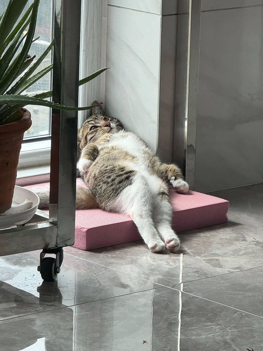 วันนี้หนูมีนัดกับหมอ ortho แล้วพบว่า ต้องฉีด Dexa อีกแล้ว แถมต้องไปกายภาพอีก 7 ครั้ง ภายใน 1 เดือน 

เอ๊ะ ∘ ∘ ∘ ( °ヮ° ) ? 

คืนนี้(อาจจะ)เจอกัน Iris Origin ที่บ้านแดง ถ้าหนูตื่นทัน เพลียมากกั้บ 𐔌՞ ܸ.ˬ.ܸ՞𐦯