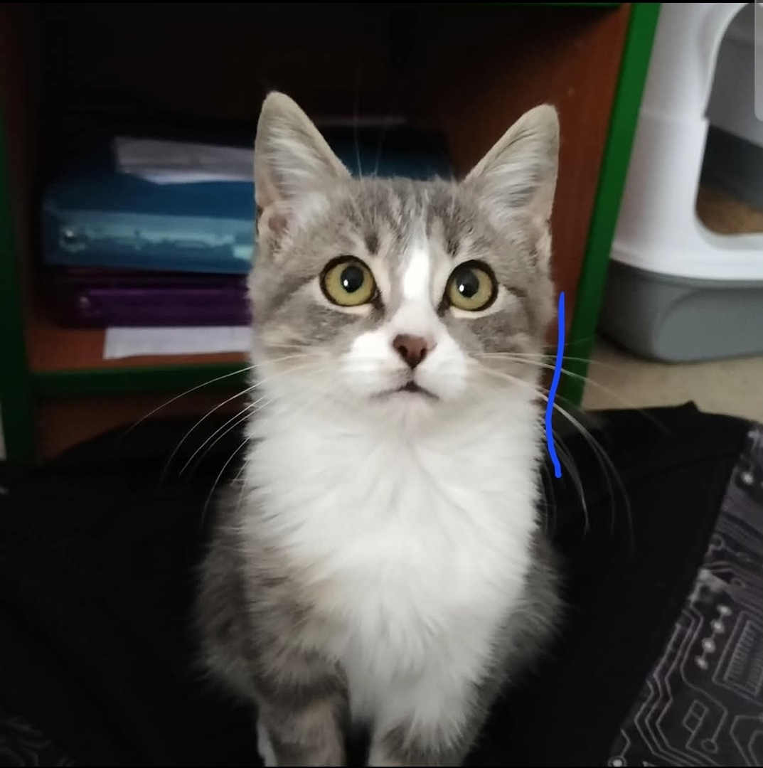 🟠 🐱 Chat perdu le 17/10/2025 à Salaise-Sur-Sanne (38150).
Race : Européen / Âge : 4 mois
Uranium / Mâle / Identifié(e) : Non

☎️ 0612195316
📧 l.desaye@orange.fr

#VigiPets #chatperdu #chattrouve #chat #perdu #trouve